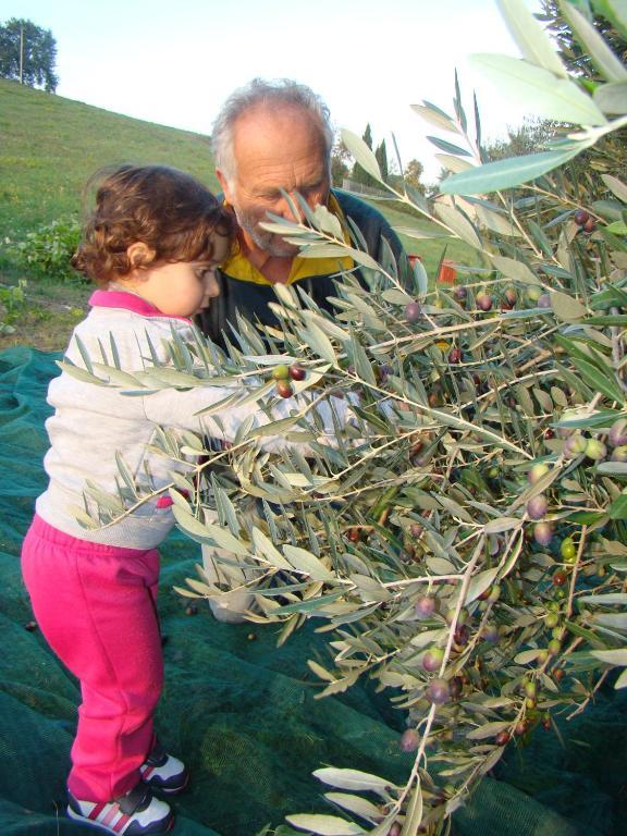 Agriturismo Vecchio Gelso Ortezzano Eksteriør billede